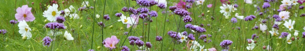 Blume des Lebens violett
